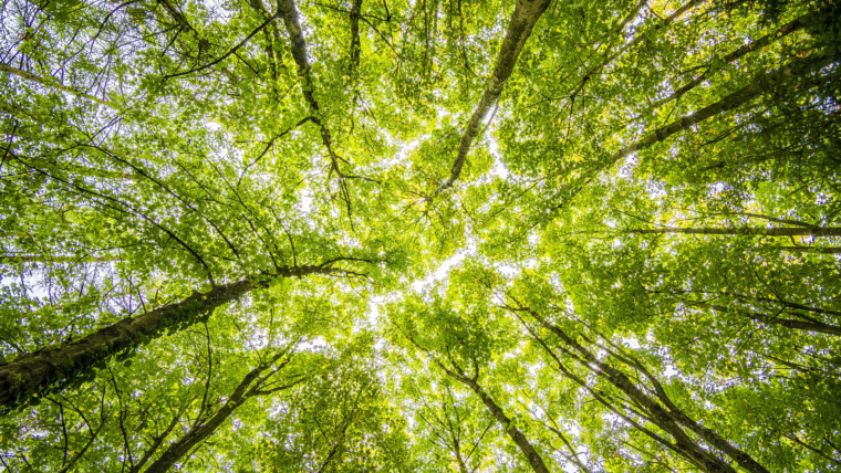 Investissement forestier et stratégies patrimoniales : une union durable